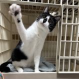 9月14日のひたちなか店に参加するネコスぺ事務局の保護猫14