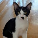 9月14日のひたちなか店に参加するネコスぺ事務局の保護猫15