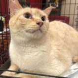 9月14日のひたちなか店に参加するネコスぺ事務局の保護猫16