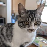 9月14日のひたちなか店に参加するネコスぺ事務局の保護猫17