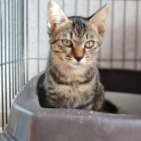 9月14日のひたちなか店に参加するネコスぺ事務局の保護猫19