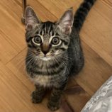 9月14日のひたちなか店に参加するネコスぺ事務局の保護猫20