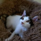 9月14日のひたちなか店に参加するネコスぺ事務局の保護猫21