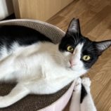 9月14日のひたちなか店に参加するネコスぺ事務局の保護猫22