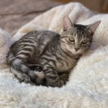 9月14日のひたちなか店に参加するネコスぺ事務局の保護猫23