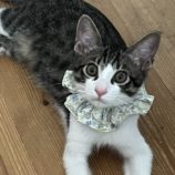 9月14日のひたちなか店に参加するネコスぺ事務局の保護猫24