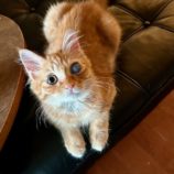 9月14日のひたちなか店に参加するネコスぺ事務局の保護猫25