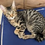 9月14日のひたちなか店に参加するネコスぺ事務局の保護猫26