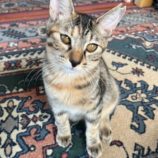 9月14日のひたちなか店に参加するネコスぺ事務局の保護猫27