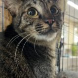 9月14日のひたちなか店に参加するネコスぺ事務局の保護猫28