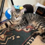 9月14日のひたちなか店に参加するネコスぺ事務局の保護猫29