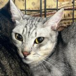 9月14日のひたちなか店に参加するネコスぺ事務局の保護猫30