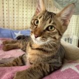 9月21日のひたちなか店に参加するホーリーキャットの保護猫01