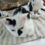 9月21日のひたちなか店に参加するホーリーキャットの保護猫02