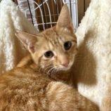 9月21日のひたちなか店に参加するホーリーキャットの保護猫03