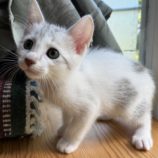 9月21日のひたちなか店に参加するホーリーキャットの保護猫04