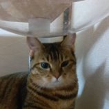 9月21日のひたちなか店に参加するホーリーキャットの保護猫06