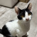 9月21日のひたちなか店に参加するホーリーキャットの保護猫07