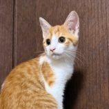 9月21日のひたちなか店に参加するホーリーキャットの保護猫08