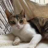 9月21日のひたちなか店に参加するホーリーキャットの保護猫09