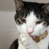 9月21日のひたちなか店に参加するホーリーキャットの保護猫10