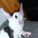 9月21日のひたちなか店に参加するホーリーキャットの保護猫11