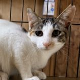 9月21日のひたちなか店に参加するホーリーキャットの保護猫12