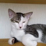 9月21日のひたちなか店に参加するホーリーキャットの保護猫13