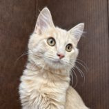 9月21日のひたちなか店に参加するホーリーキャットの保護猫14