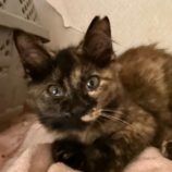 9月21日のひたちなか店に参加するホーリーキャットの保護猫15