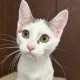 9月21日のひたちなか店に参加するホーリーキャットの保護猫17