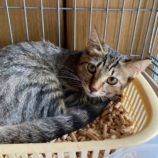 10月4日の市原店に参加する花ねこ千葉の保護猫01