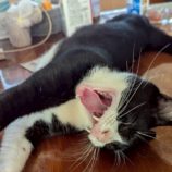 10月4日の市原店に参加する花ねこ千葉の保護猫02