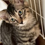 10月4日の市原店に参加する花ねこ千葉の保護猫04