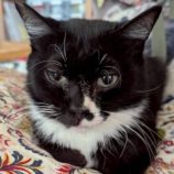 10月4日の市原店に参加する花ねこ千葉の保護猫05