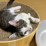 10月4日の市原店に参加する花ねこ千葉の保護猫06