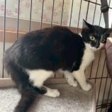 10月4日の市原店に参加する花ねこ千葉の保護猫08