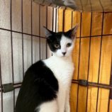 10月4日の市原店に参加する花ねこ千葉の保護猫09