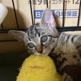 10月4日の市原店に参加する花ねこ千葉の保護猫11