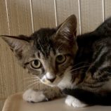 10月4日の市原店に参加する花ねこ千葉の保護猫12