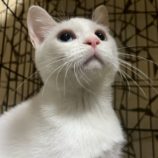 10月4日の市原店に参加する花ねこ千葉の保護猫13