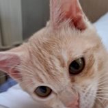 10月4日の市原店に参加する花ねこ千葉の保護猫14