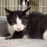 10月4日の市原店に参加する花ねこ千葉の保護猫15