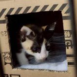 10月4日の市原店に参加する花ねこ千葉の保護猫16