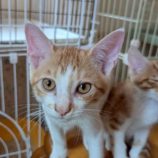 10月4日の市原店に参加する花ねこ千葉の保護猫17