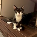 10月4日の市原店に参加する花ねこ千葉の保護猫19