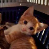 10月4日の市原店に参加する花ねこ千葉の保護猫21