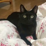 10月4日の市原店に参加する花ねこ千葉の保護猫22