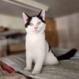 10月4日の市原店に参加する花ねこ千葉の保護猫23