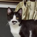 10月4日の市原店に参加する花ねこ千葉の保護猫24